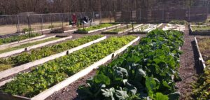 Join us at the Cub Creek Community Garden for the 2024 season. Whether you are a new gardener or an experienced one, the garden is a great place to grow vegetables, flowers, and herbs. The Cub Creek Community Garden was created in 2011 from $7,000 grant through the Wilkes County Health Department from the Robert Wood Johnson Foundation for Childhood Nutrition, a $1,000 grant from Walmart, Extension plant sale funds, and private contributions. For the 2024 garden season we have 60 garden plots are available to rent. Each plot is $20 to rent for the season which helps cover the costs of supplies such as tools, pesticides, fertilizers, and other garden supplies. The growing season lasts from February 1st- December 31st with returning gardeners having priority registration to renew their same plot in December of each year. Gardeners are expected to follow the Cub Creek Garden Rights, Privileges, Responsibilities and Obligations. Monthly newsletters will be sent out to gardeners during the season to showcase garden plots, provide gardening tips, and to announce garden news and updates. Registration for a garden plots begins on January 2nd. A registration link will be available in the January Horticulture Updates newsletter, our extension webpage, and Facebook page. Paper copies of the form will also be available at the office. Please note that your plot is not reserved unless the registration form is filled out and we have received payment. Please submit your payment to the Wilkes County Cooperative Extension. Mail cash or check to: Wilkes County Cooperative Extension, 416 Executive Drive, Suite B, Wilkesboro, NC 28697. You can also drop off the payment in person at our office Monday-Friday from 8:30 a.m. -5:00 p.m.