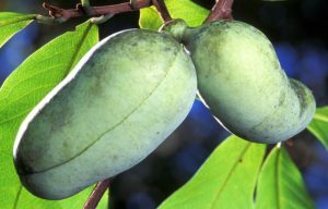 The Pawpaw is a fruit tree native to the Eastern United States. credit: USDA-ARS.