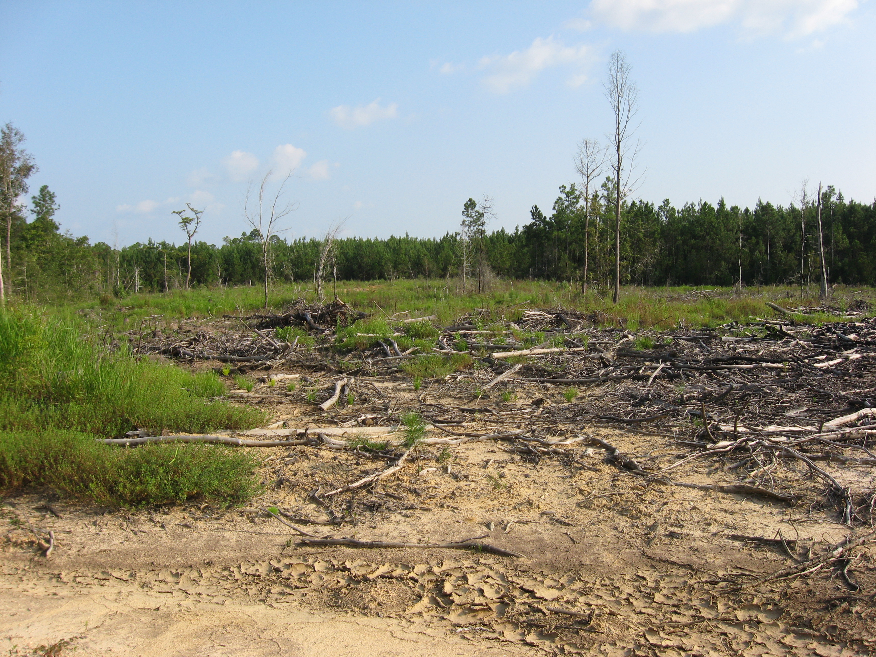 Land that has been deforested.