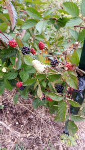 Picture of blackberries ripening