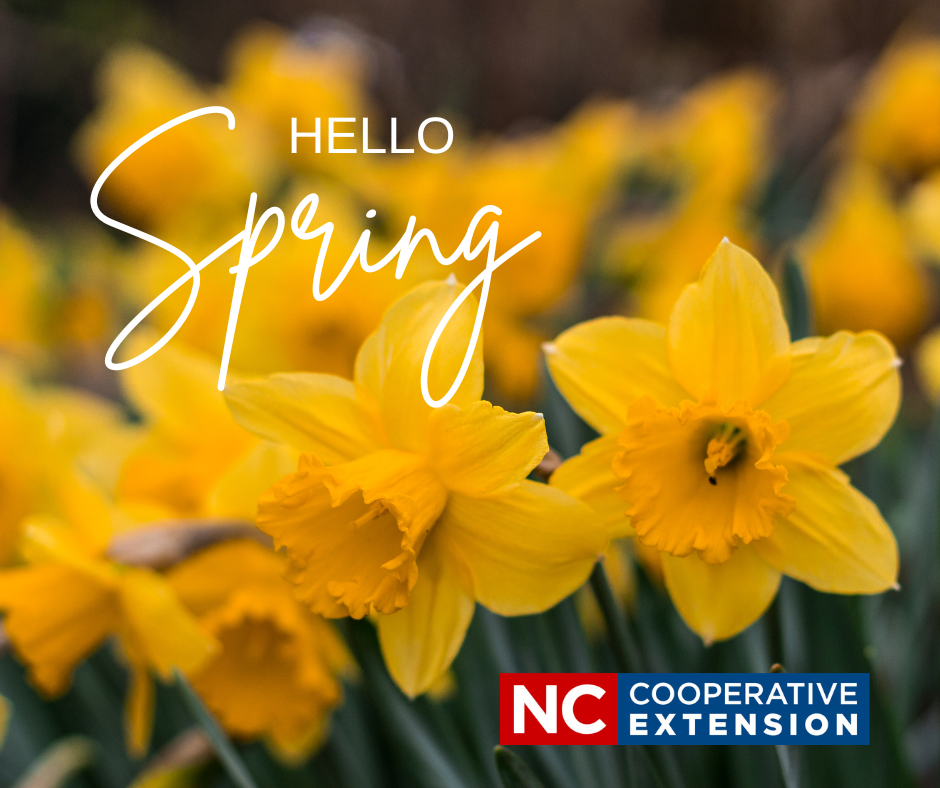 An image of yellow flowers with words that say "Hello Spring."