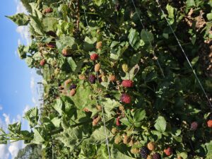 Cover photo for Blackberry Pruning Workshop