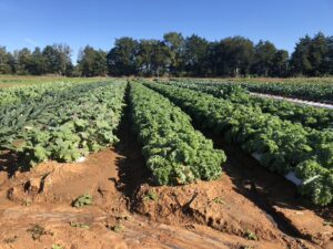 Cover photo for Produce Safety Workshop