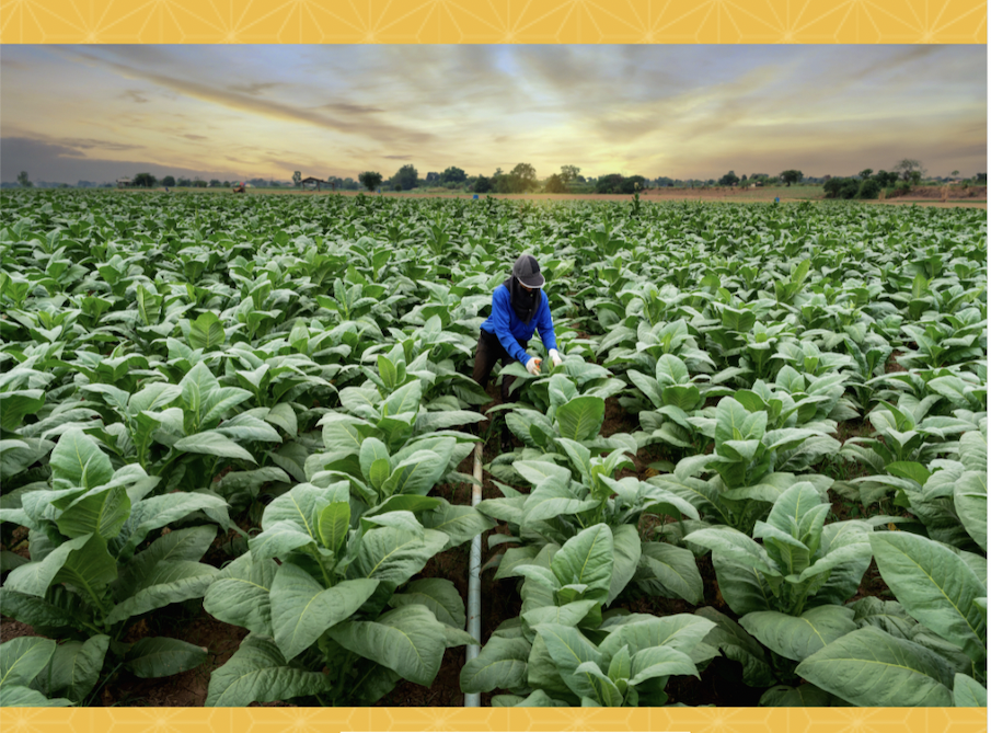 tobacco farmers legal notice for voting