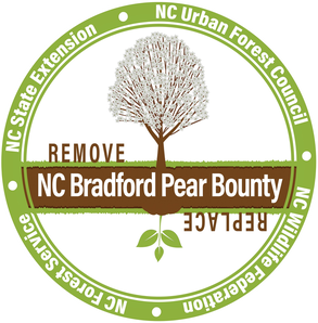 NC Bradford Pear Bounty