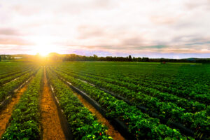 Cover photo for Western NC Strawberry Preplant Meeting