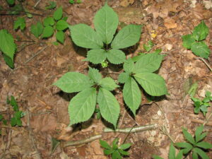 Cover photo for Ginseng Production Workshop