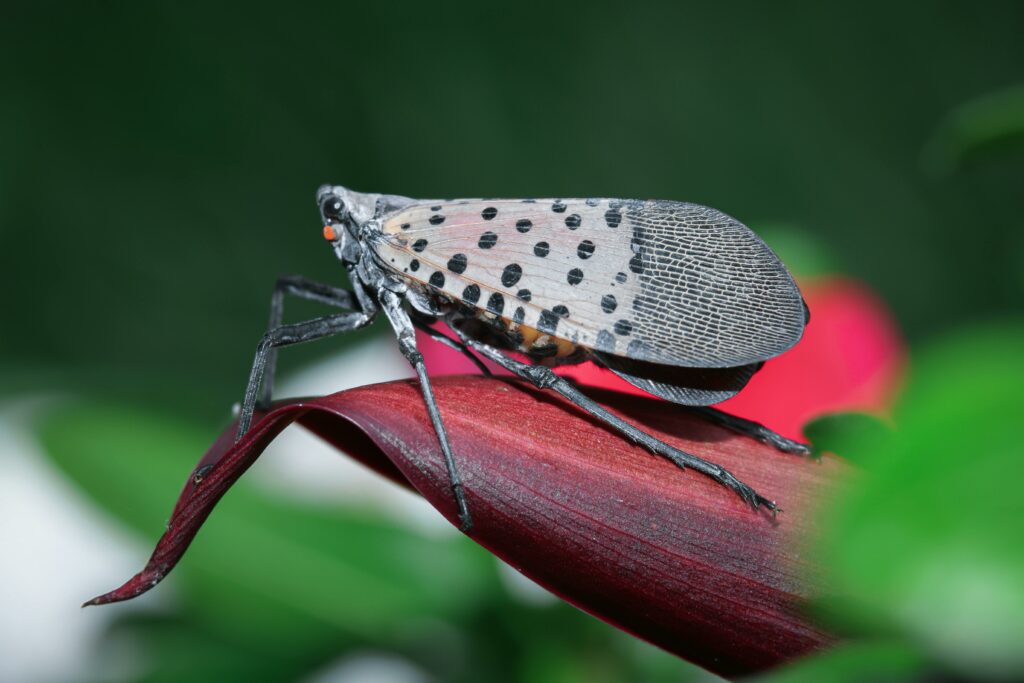 spotted lantern-fly