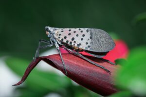 spotted lantern-fly